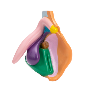 [MO VULVA] Vulvamodell
